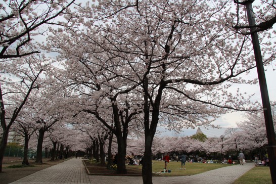 2014年の桜