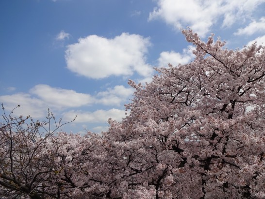 2015年の桜
