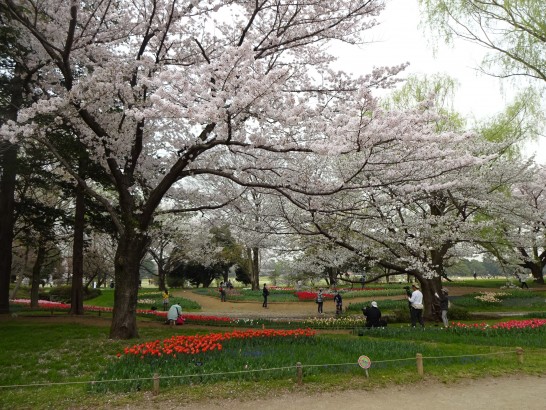 2015年昭和記念公園の桜